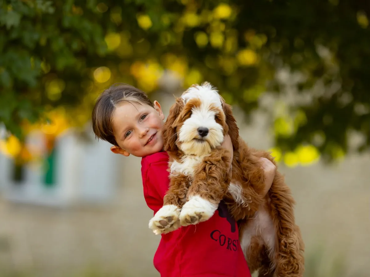 Chiot Australian Labradoodle de l'élevage Ouidoodle