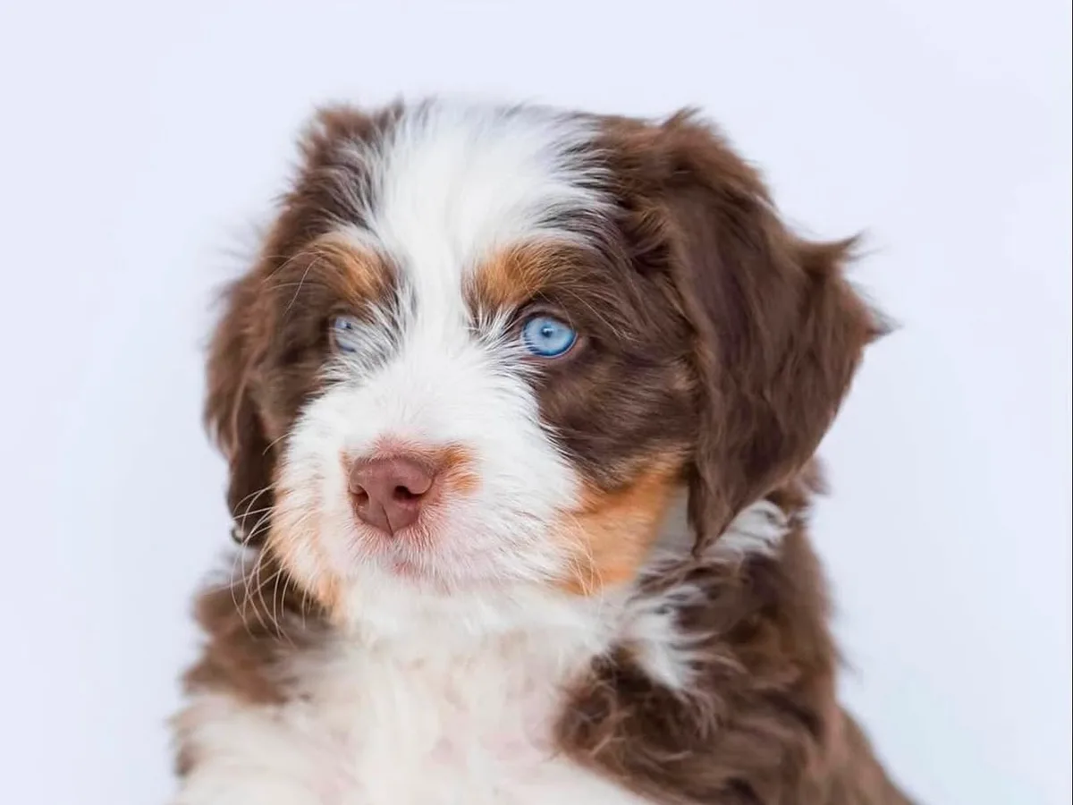 Chiot Australian Mountain Doodle chocolat, blanc et feu aux yeux bleus, de trois quarts sur fond clair