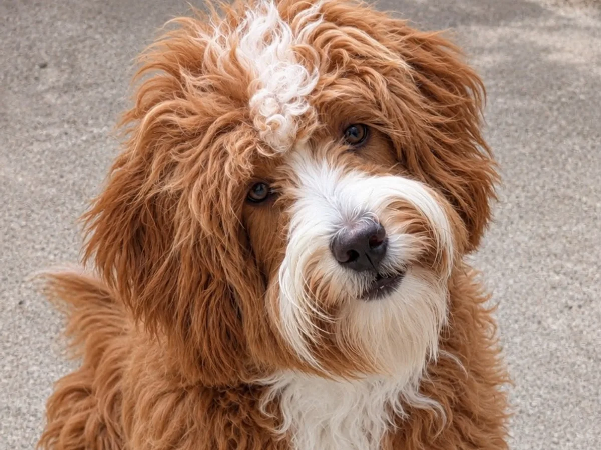 Bernedoodle adulte à la robe rousse et blanche, poil ondulé et long toupet, la tête penchée vers l'objectif