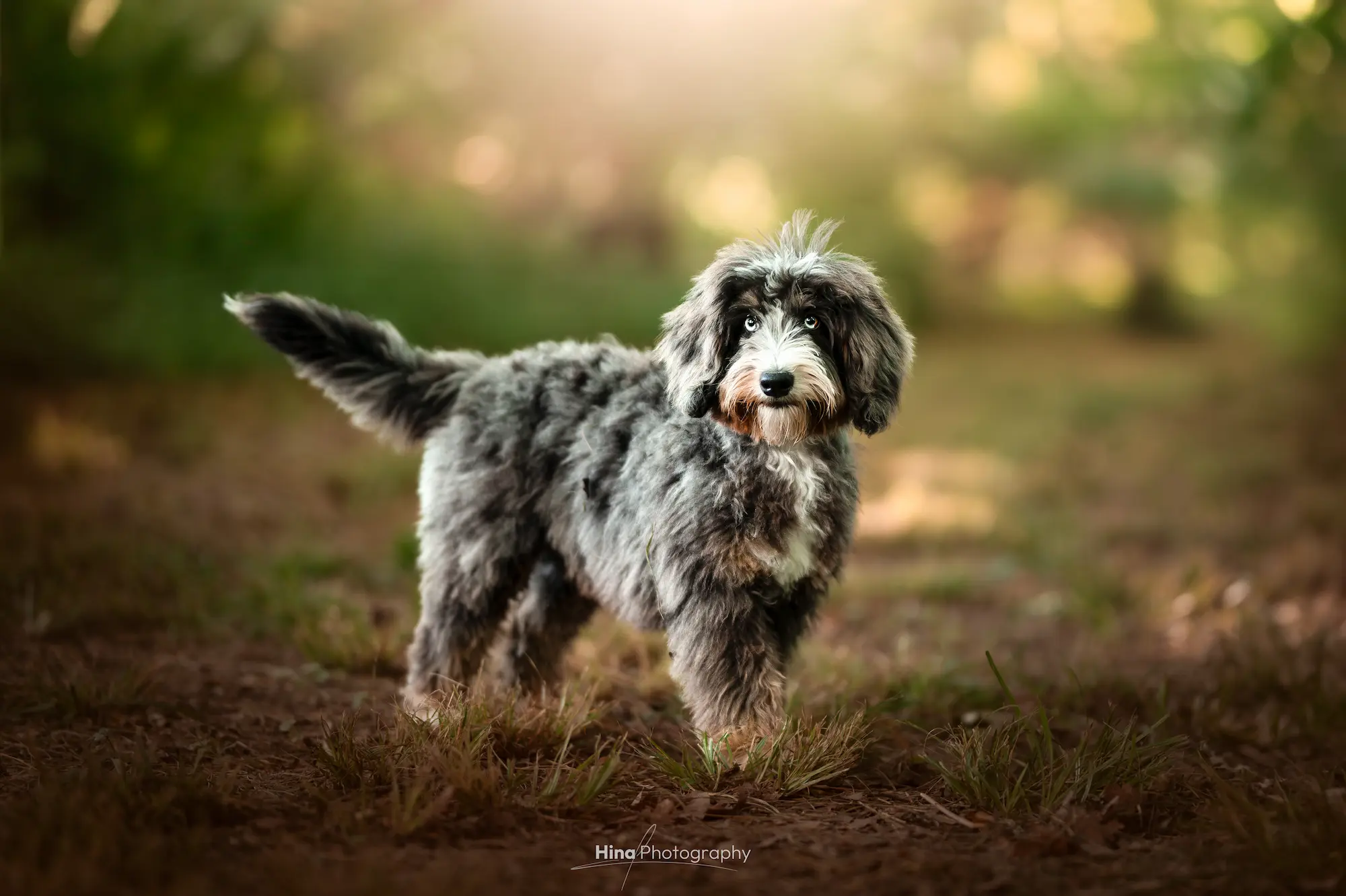 Blue merle Bernedoodle with a grey, black and white coat, standing in woodland