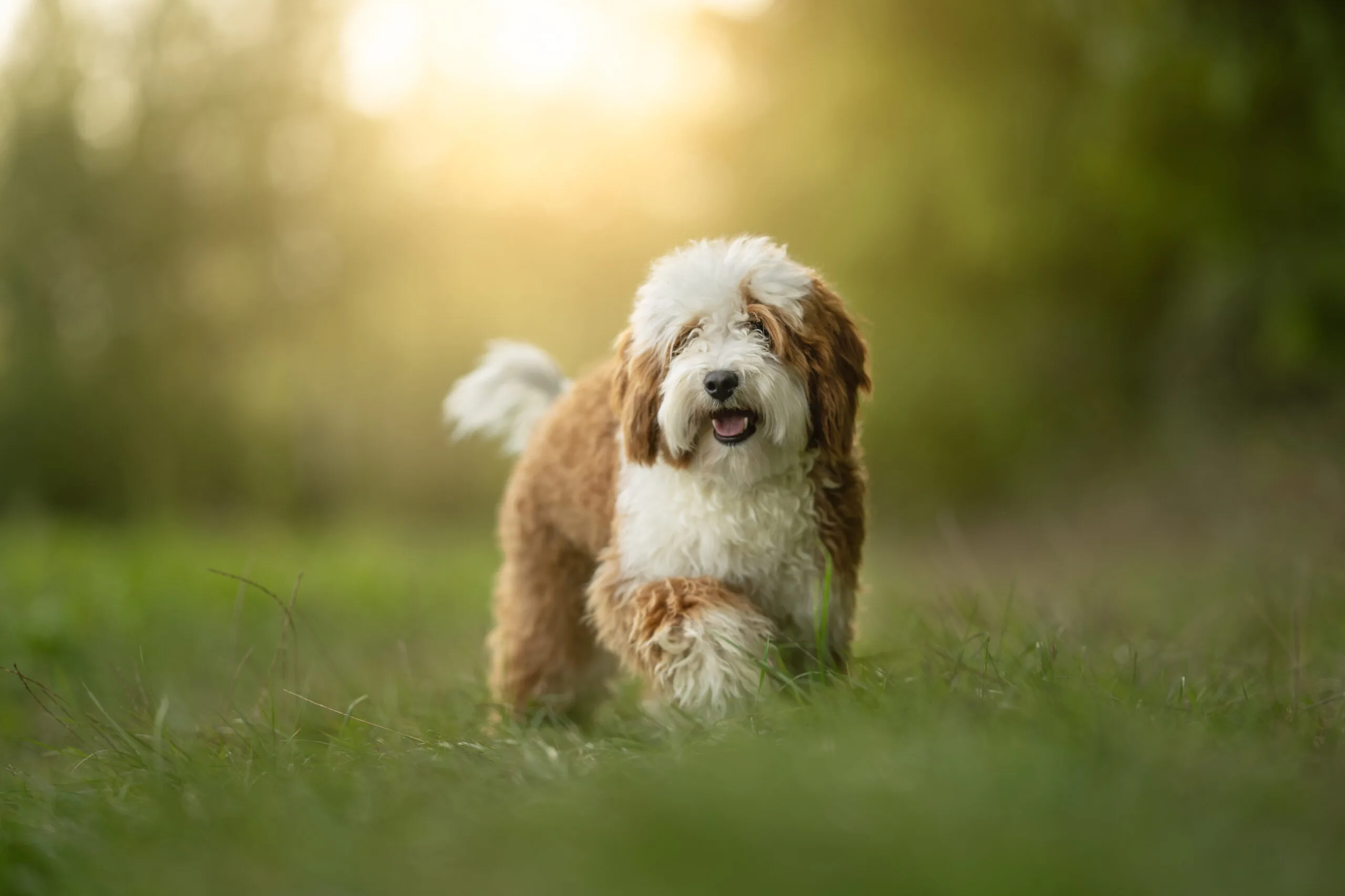 Australian Labradoodle abricot et blanc au poil bouclé, marchant dans l'herbe au soleil