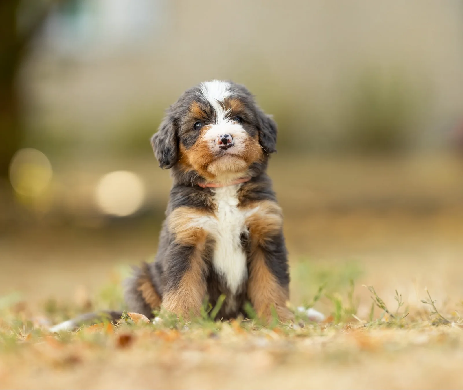 Chiot Bernedoodle bleu merle assis dans l'herbe, robe gris-bleu marquée de feu et liste blanche sur le museau