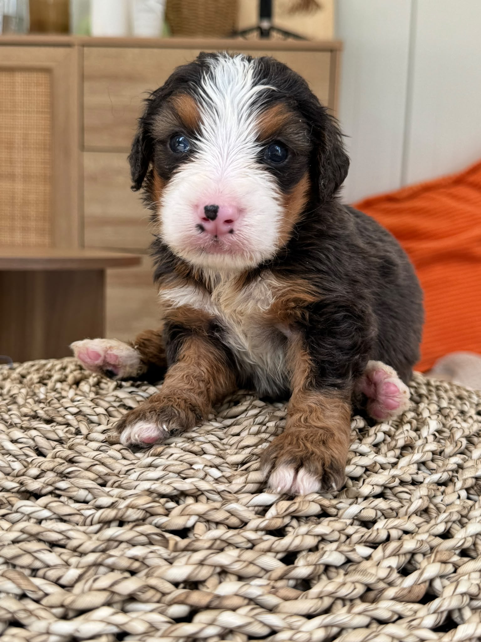 Black, white and tan tricolour Bernedoodle puppy