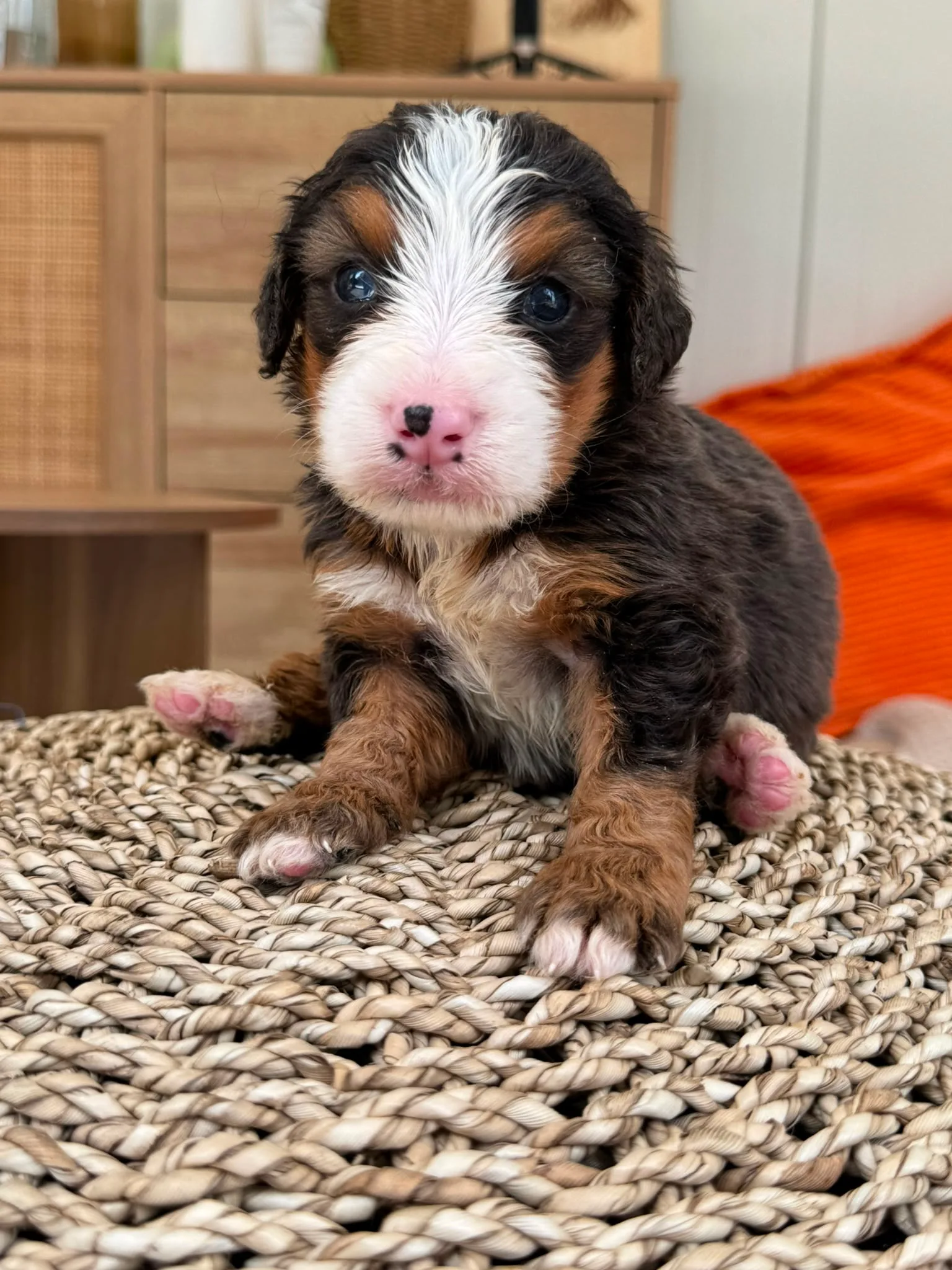 Chiot Bernedoodle tricolore noir, blanc et feu assis sur un pouf en osier