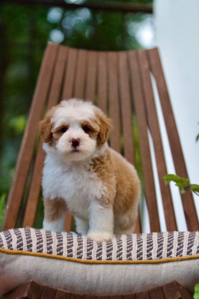 Bernedoodle et les enfants