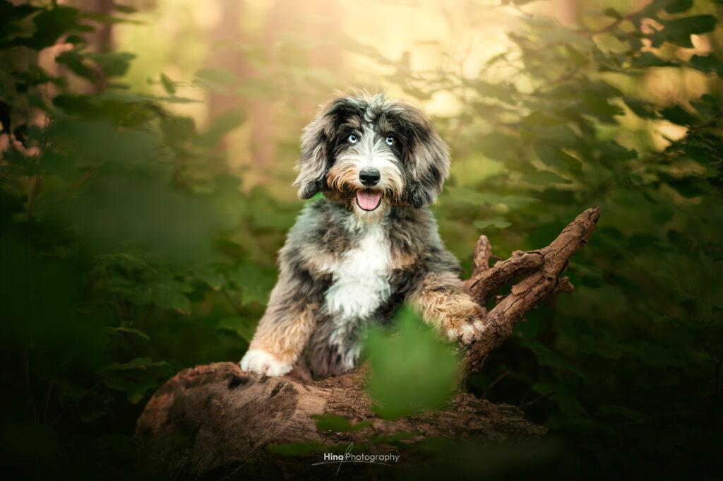 Bernedoodle Bleu Merle yeux bleus