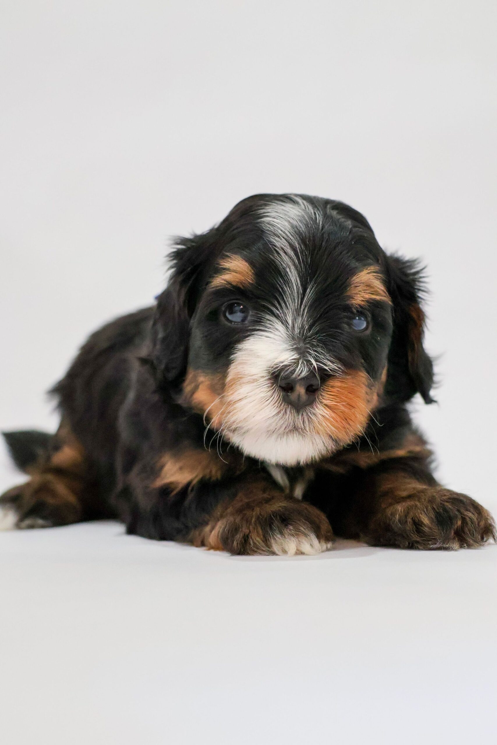 Élevage Spécialisé en Bernedoodle \u0026 Australian Labradoodle, image size:1707x2560