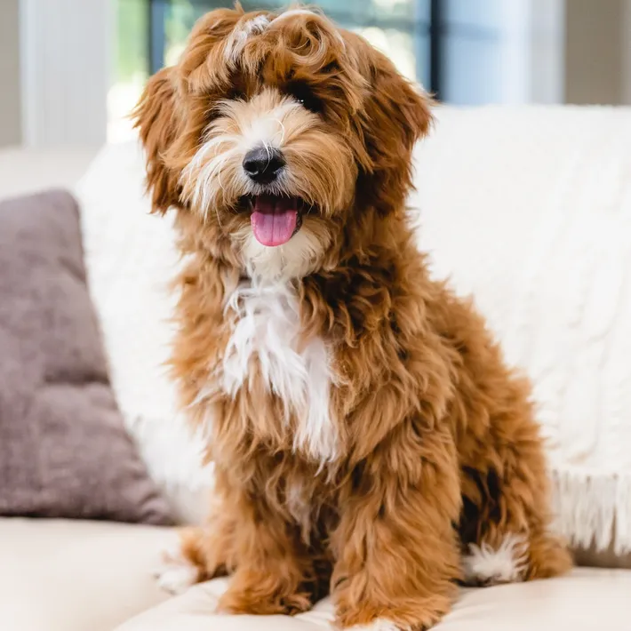 australian labradoodle