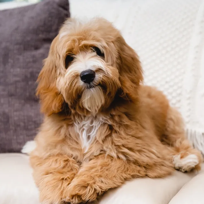 10 raisons d'adopter un Australian Labradoodle