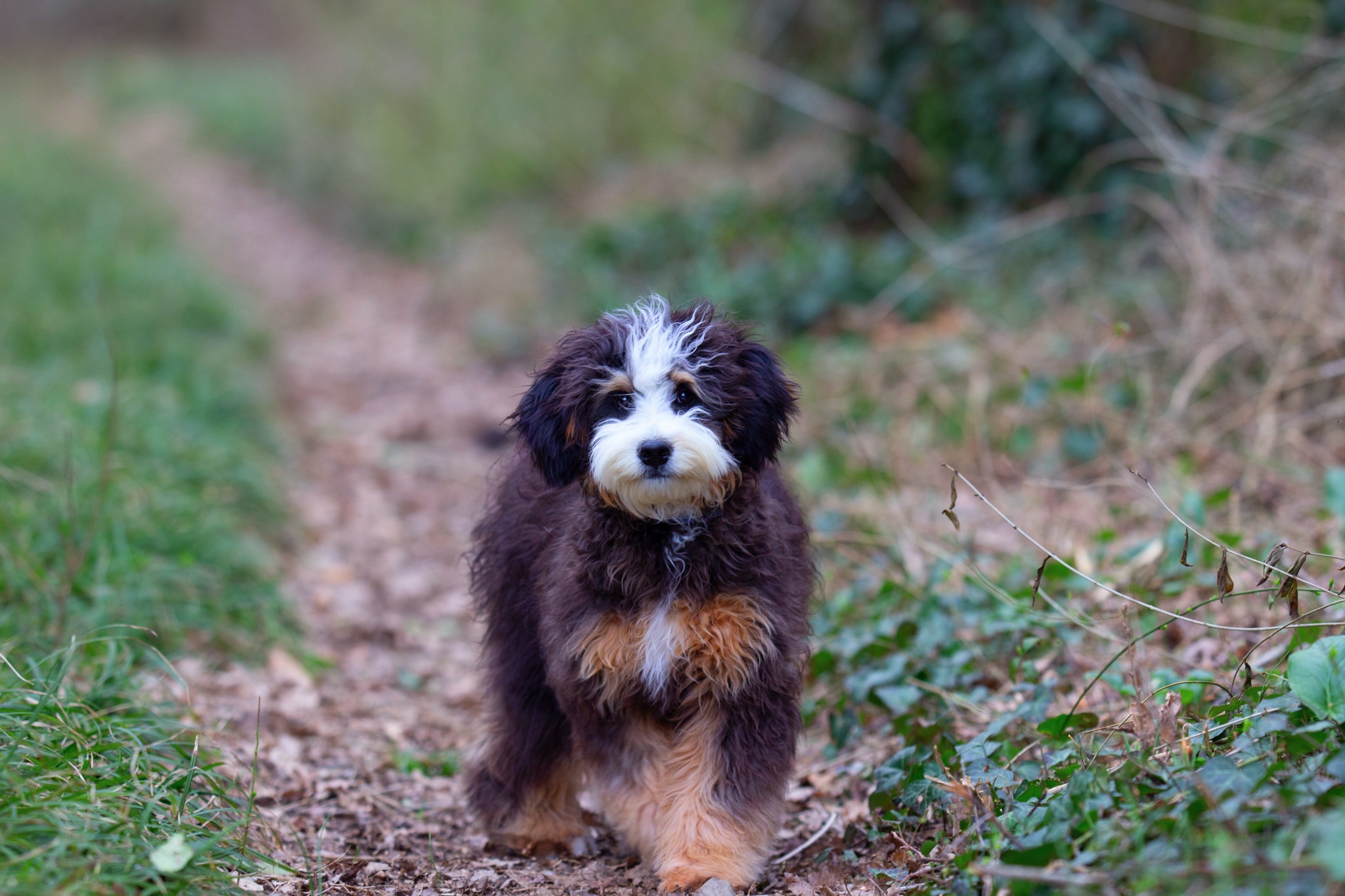 C'est quoi un Bernedoodle ? Tout savoir sur cette race hybride, image size:2048x1365