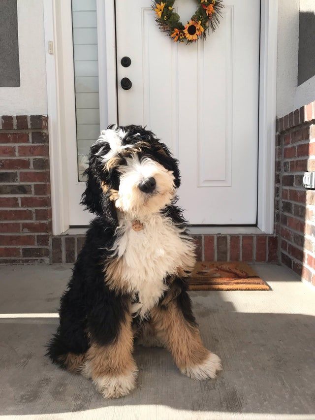 Bernedoodle Noir tricolore