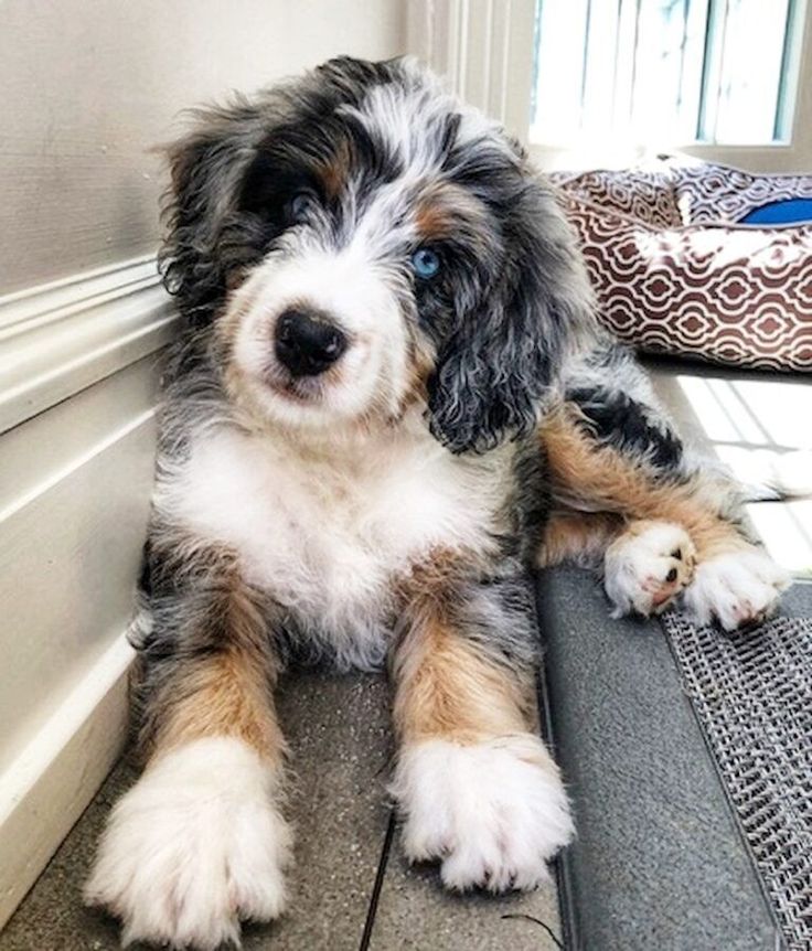 Bernedoodle Bleu Merle