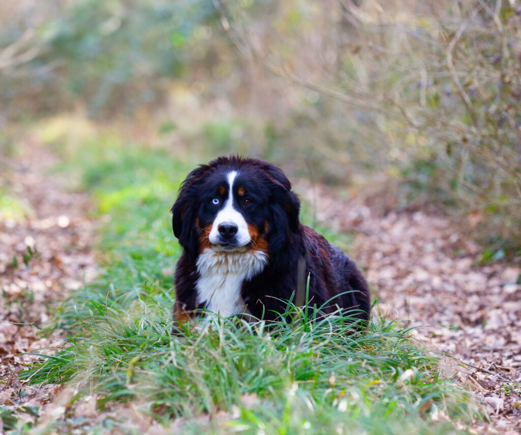 Les besoins en exercice du Bernedoodle