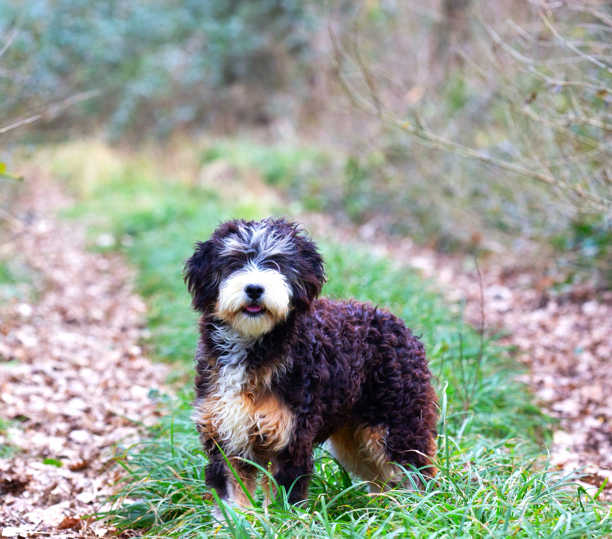 Bernedoodle élevage France : Tout ce qu'il faut savoir, image size:2048x1804