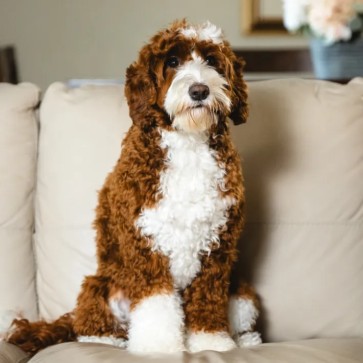 Élevage chiot adoption Bernedoodle Australian Labradoodle Paris Ile de France