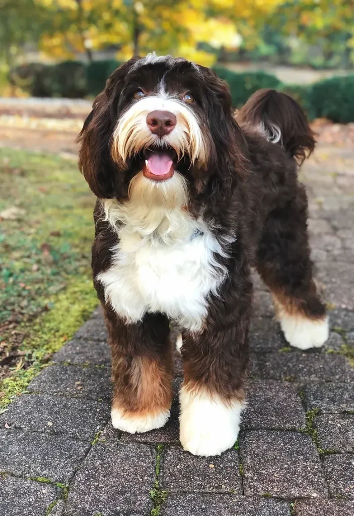Élevage chiot adoption Bernedoodle Australian Labradoodle Rouge tricolore Paris Ile de France